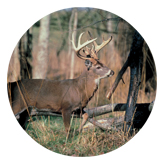 DAROUND 302 White Tail Crusing